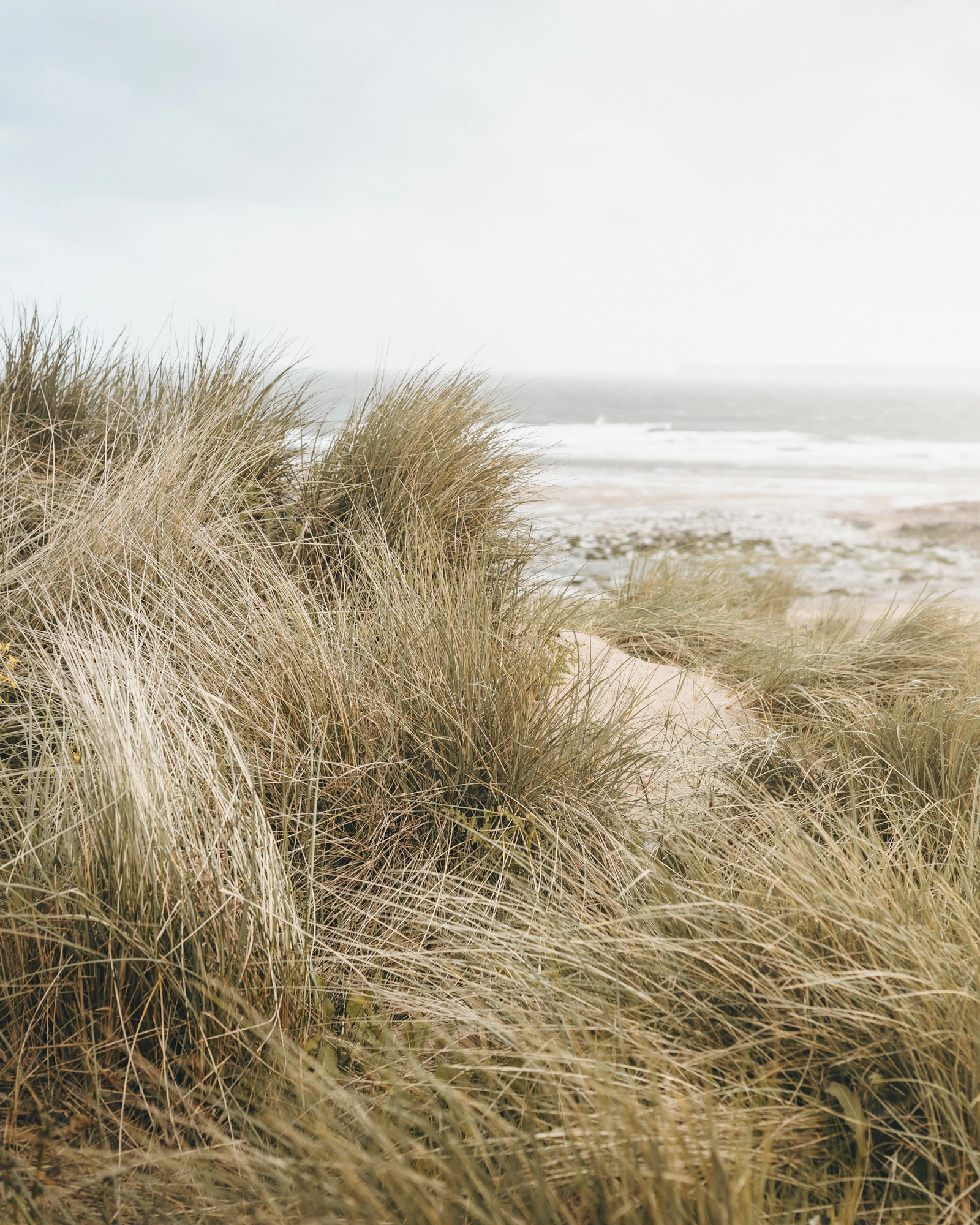 Soft light over dune grasses and a quiet stretch of coastline